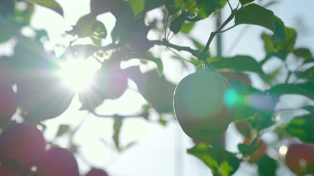 사과 과수원을 비추는 햇빛