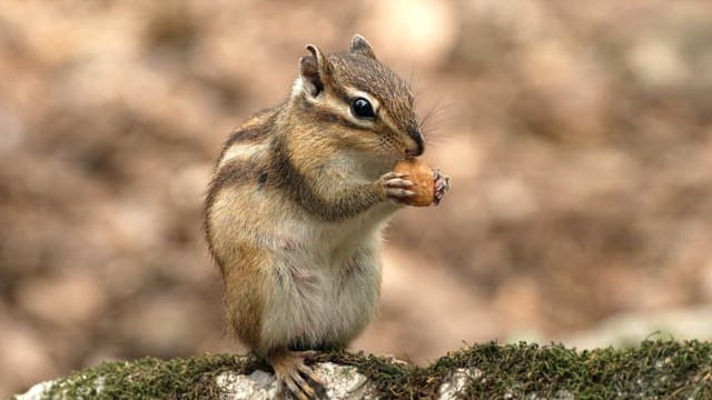 Squirrel Eating a Nut on Mossy Rock