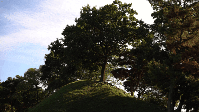 높은 잔디 언덕 위의 풍성한 나무들