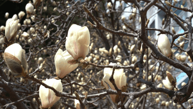 Magnolia buds on branches in spring