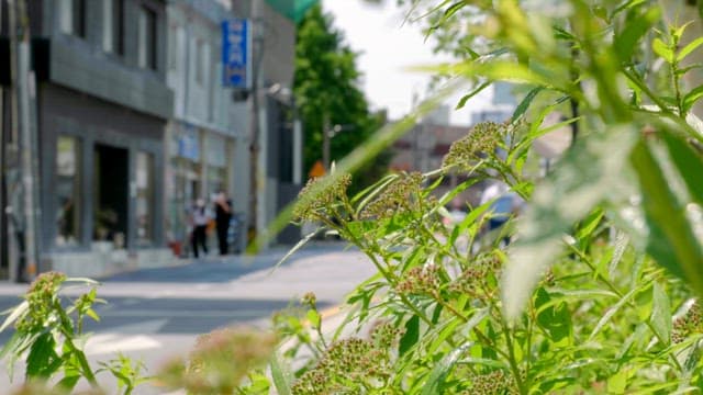 Green plants with people passing by on the road