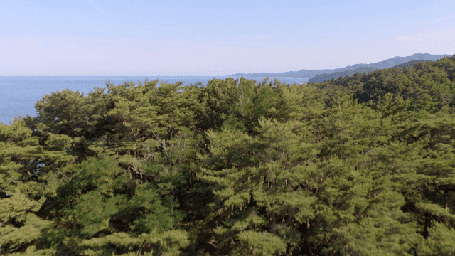 바닷가 옆 푸른 숲
