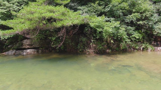 Tranquil river surrounded by lush greenery