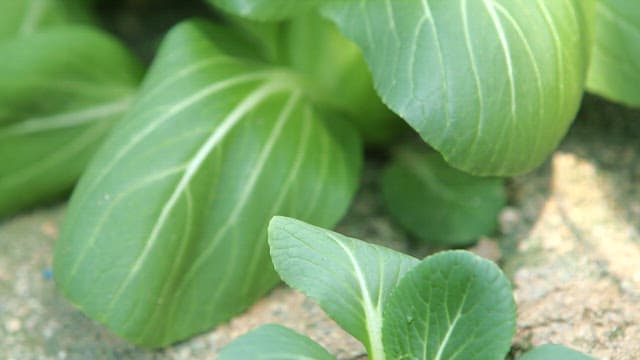 텃밭에서 자라는 싱그러운 녹색 청경채