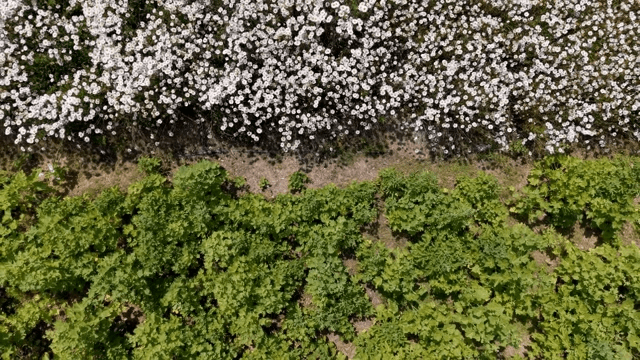 하얀 꽃이 핀 들판의 항공 뷰