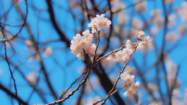 Blossoming Flowers Against a Clear Blue Sky