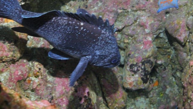 Underwater close-up of a fish among rocks