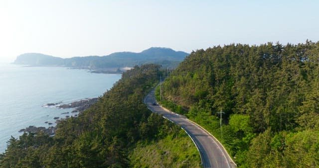 Scenic Coastal Road Surrounded by Lush Forest