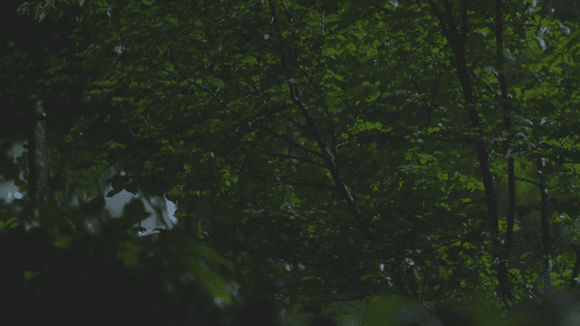 비 오는 밤의 울창한 숲과 푸른 나무들