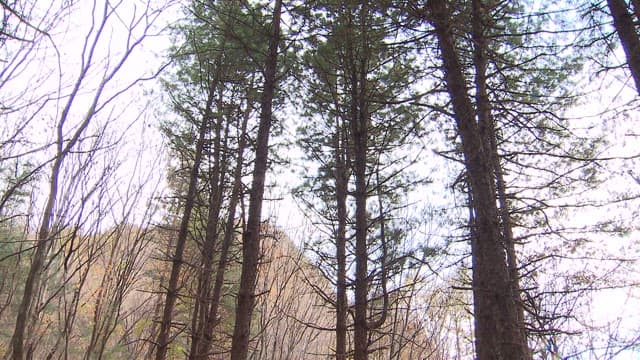 숲속의 장소에서 캠핑을 하는 사람들