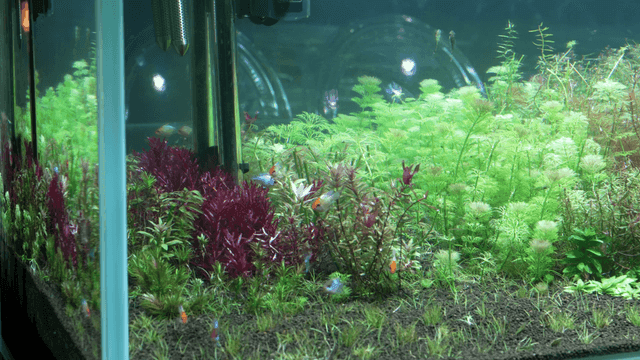 Colorful fish swimming in a planted aquarium