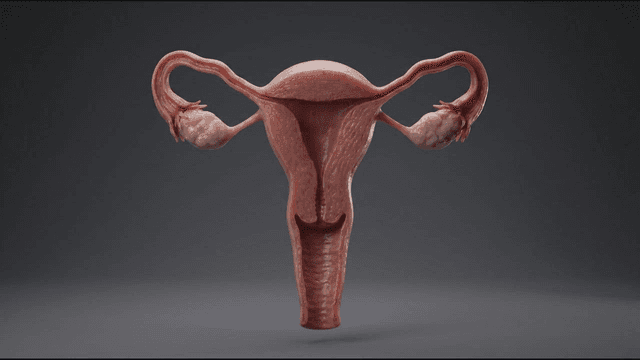 Detailed anatomical view of human uterus