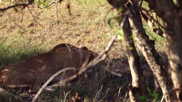 야생에서 쉬고 있는 암사자