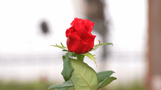 Vivid red roses with dew