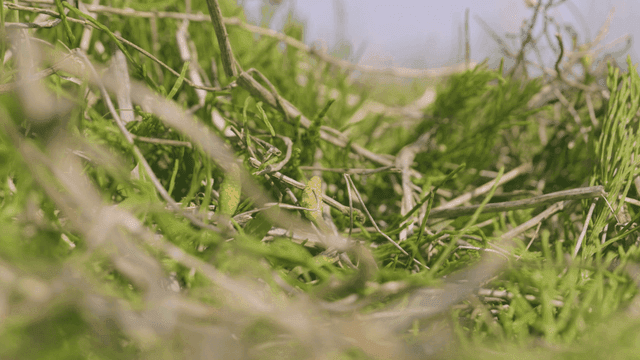 Close-up of green grass and twigs