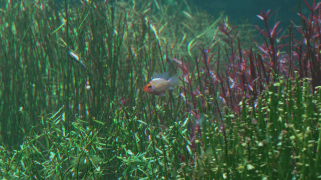 Colorful fish swimming among water plants