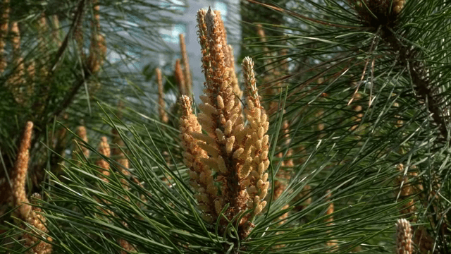 햇빛 속 소나무 가지와 솔방울