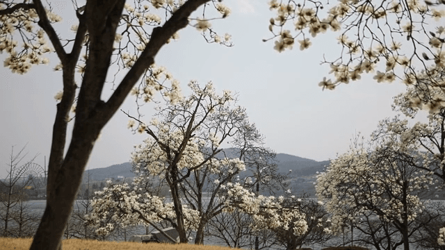 고요한 호수 옆에 핀 나무들