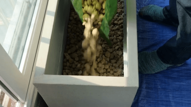 실내에서 화분에 돌을 붓는 장면