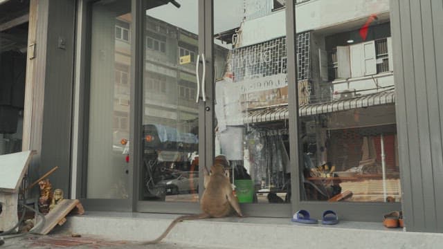 가게로 들어가 먹이를 들고 나오는 원숭이들