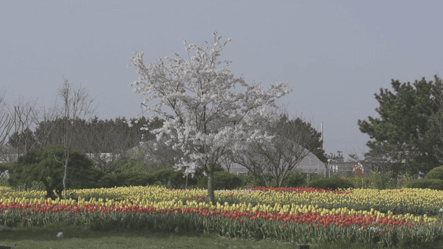 튤립 밭의 활짝 핀 하얀 벚꽃 나무