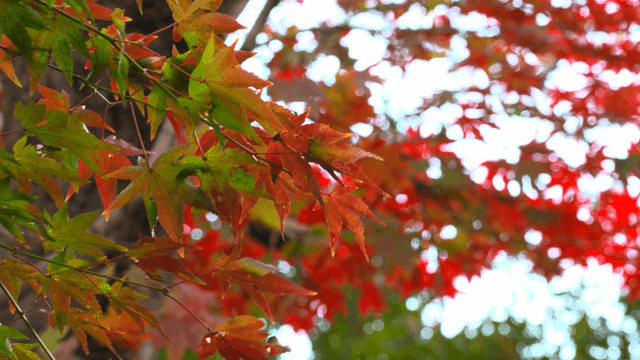 Colorful autumn leaves on tree branch