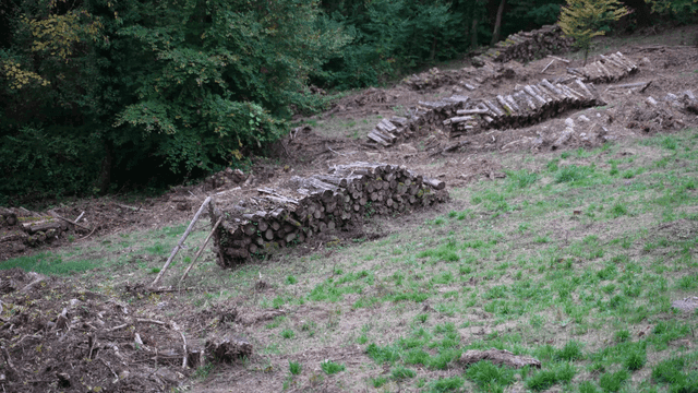 Stacked logs in a forest clearing