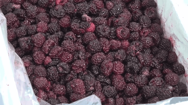 Fresh black raspberries in a plastic-lined box