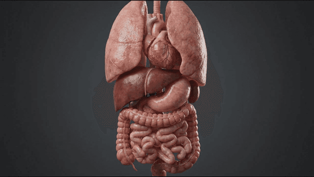 Detailed view of human internal organs