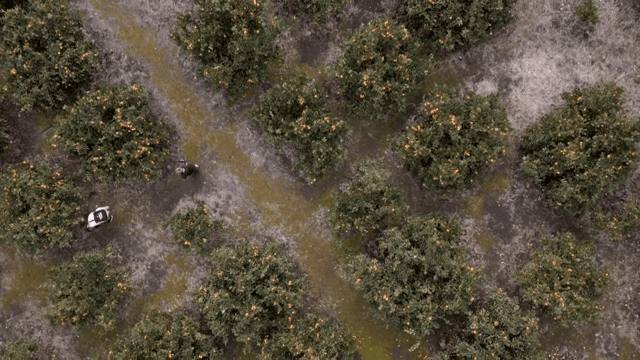 감귤 과수원을 걷는 사람들