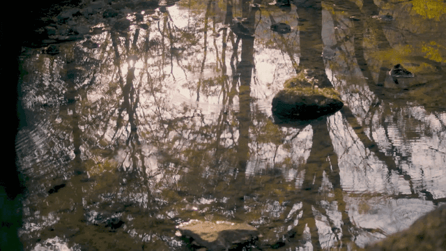 Shallow stream showing tree silhouettes