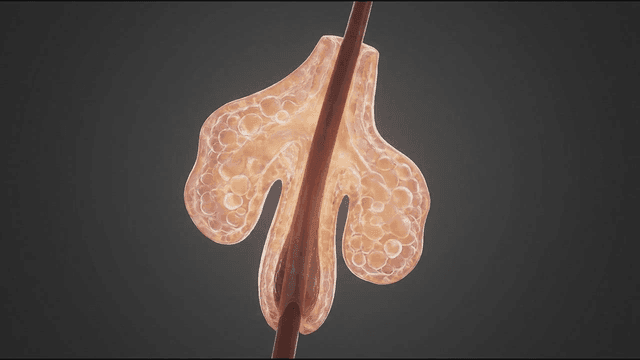 Detailed view of a hair follicle structure