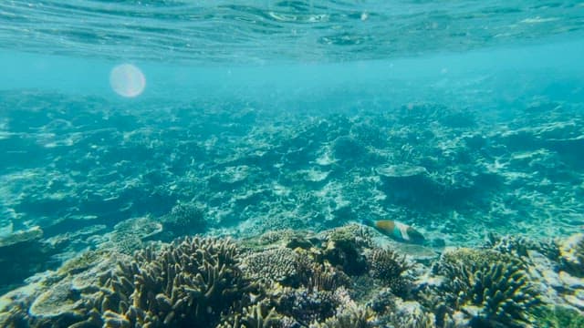 Fishes Exploring Coral Reef