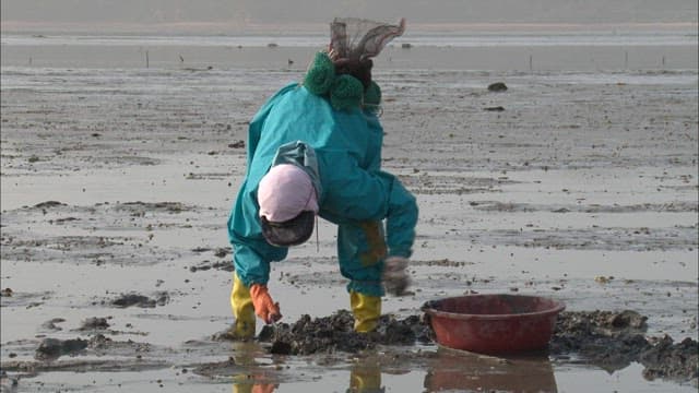 Person Harvesting Shellfish at Low Tide