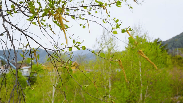 숲 속의 초록 잎과 가지