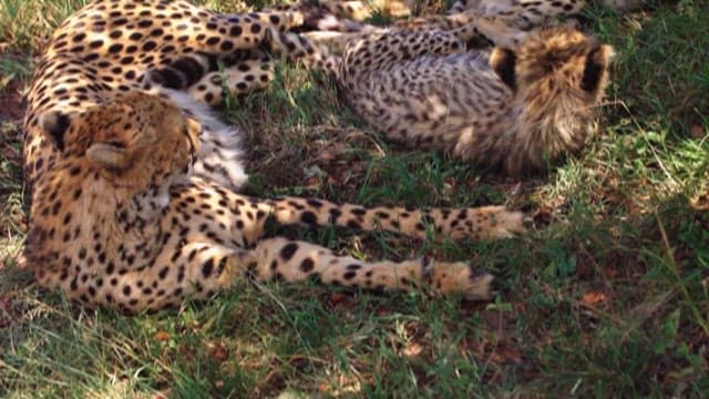 Cheetahs Resting in the Shade