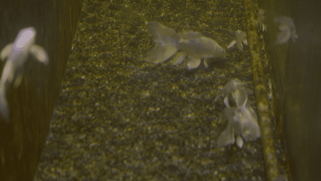 Silver carp swimming in tank