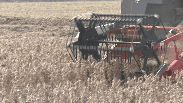 Combine harvester harvesting in field