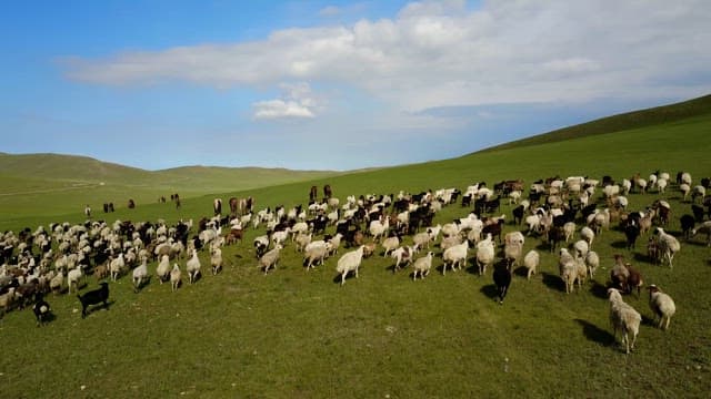 Herd of sheep and goats on a vast field