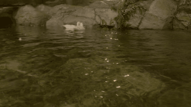 Ducks floating on pond water