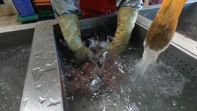 Cleaning fish in a processing facility