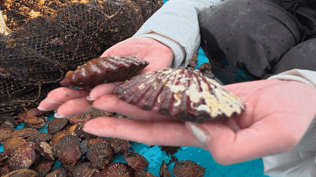 Person holding live scallop in their hand
