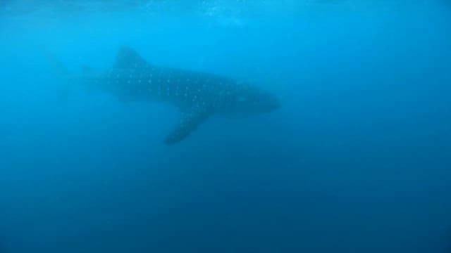 Underwater View of a Swimming Whale Shark