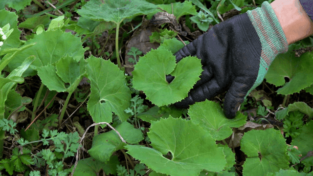 Hands examining green leaves in garden