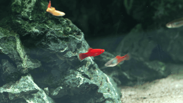 Colorful fish swimming among rocks
