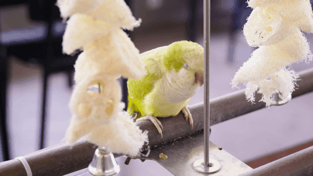 나무 횟대에 앉아 눈을 감고 조는 앵무새