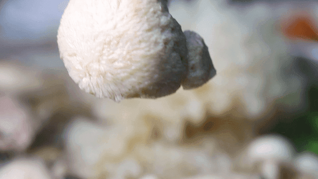 Mushroom stew with deer antler mushrooms boiling in pot
