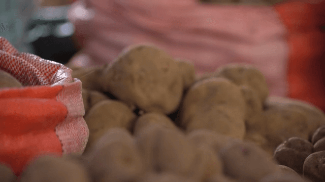 자루에 담긴 갓 수확한 감자