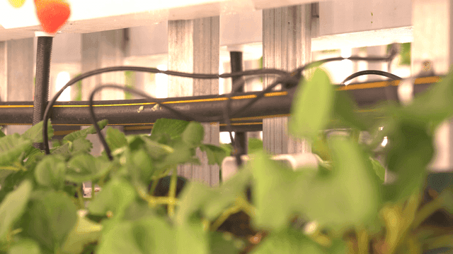 Greenhouse with growing plants and pipes