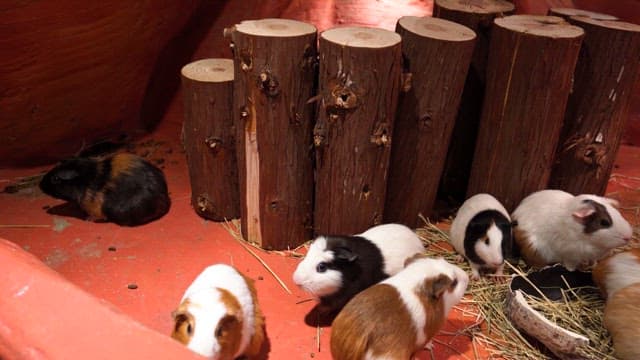 Various Guinea pigs in an enclosure with logs and hay